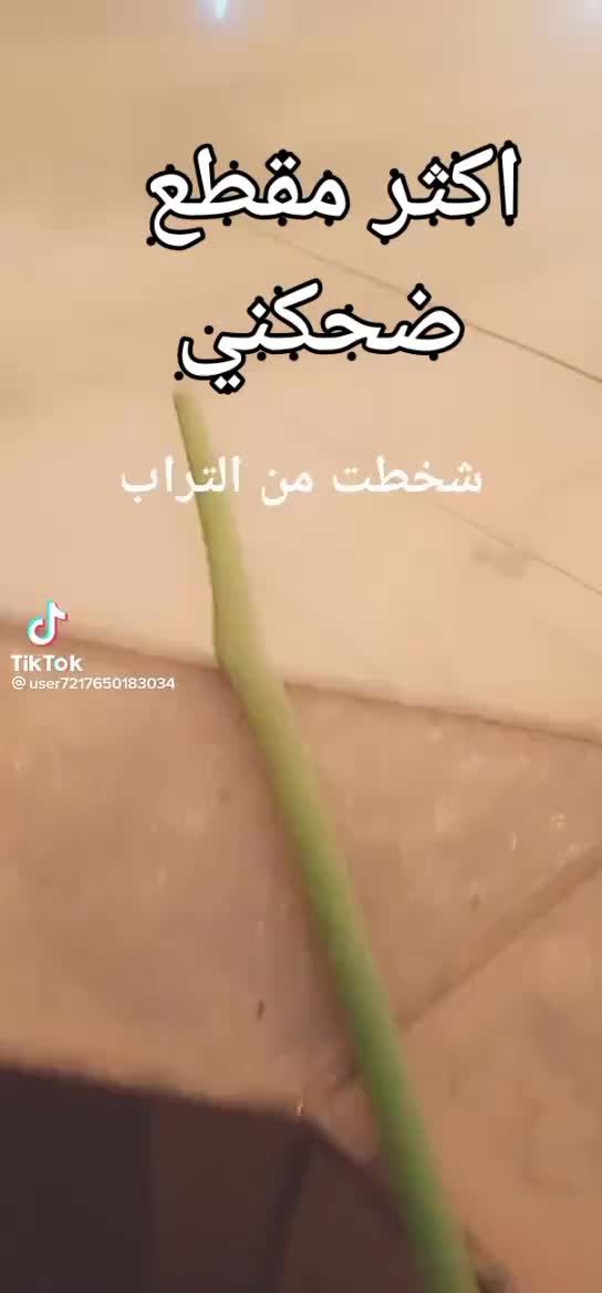 @مسربجي دايح