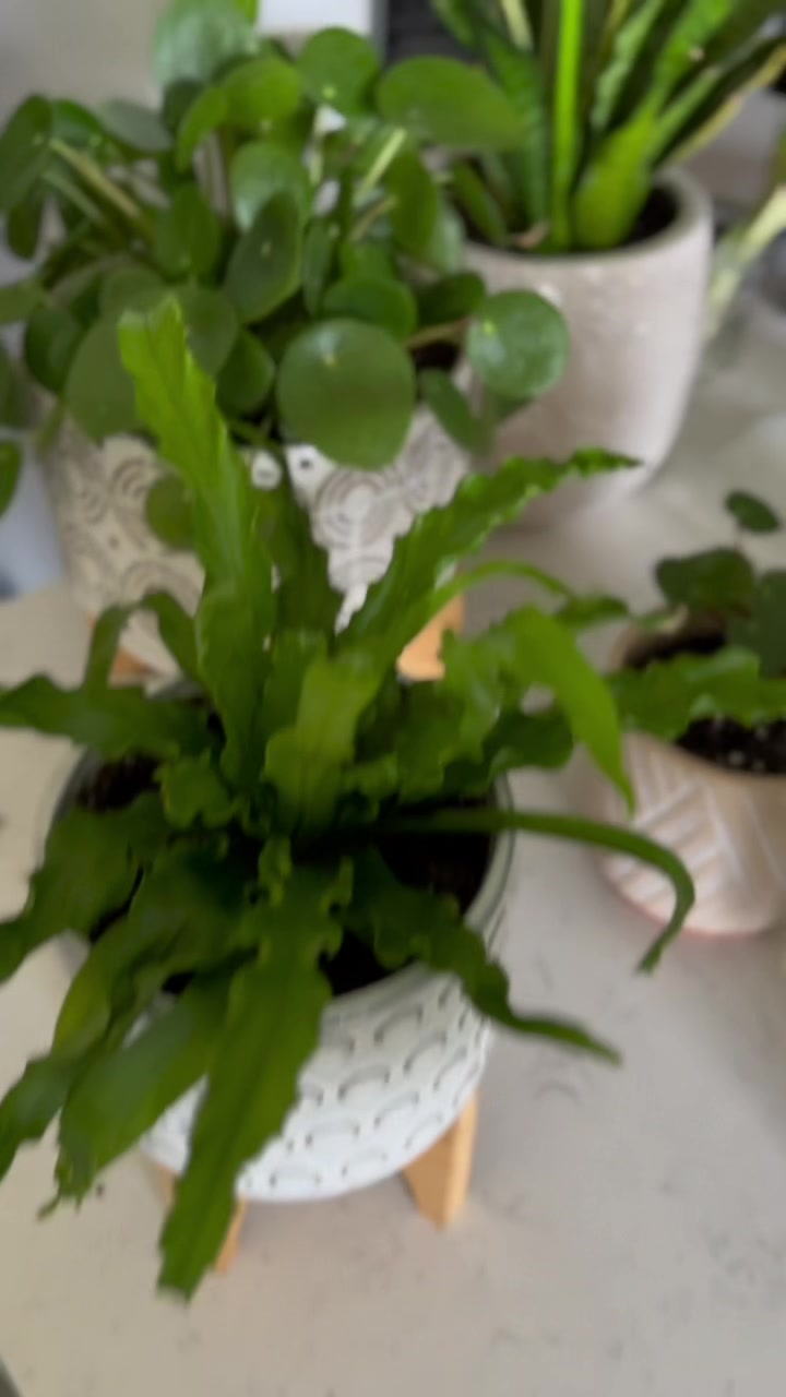 @Tiny Plants