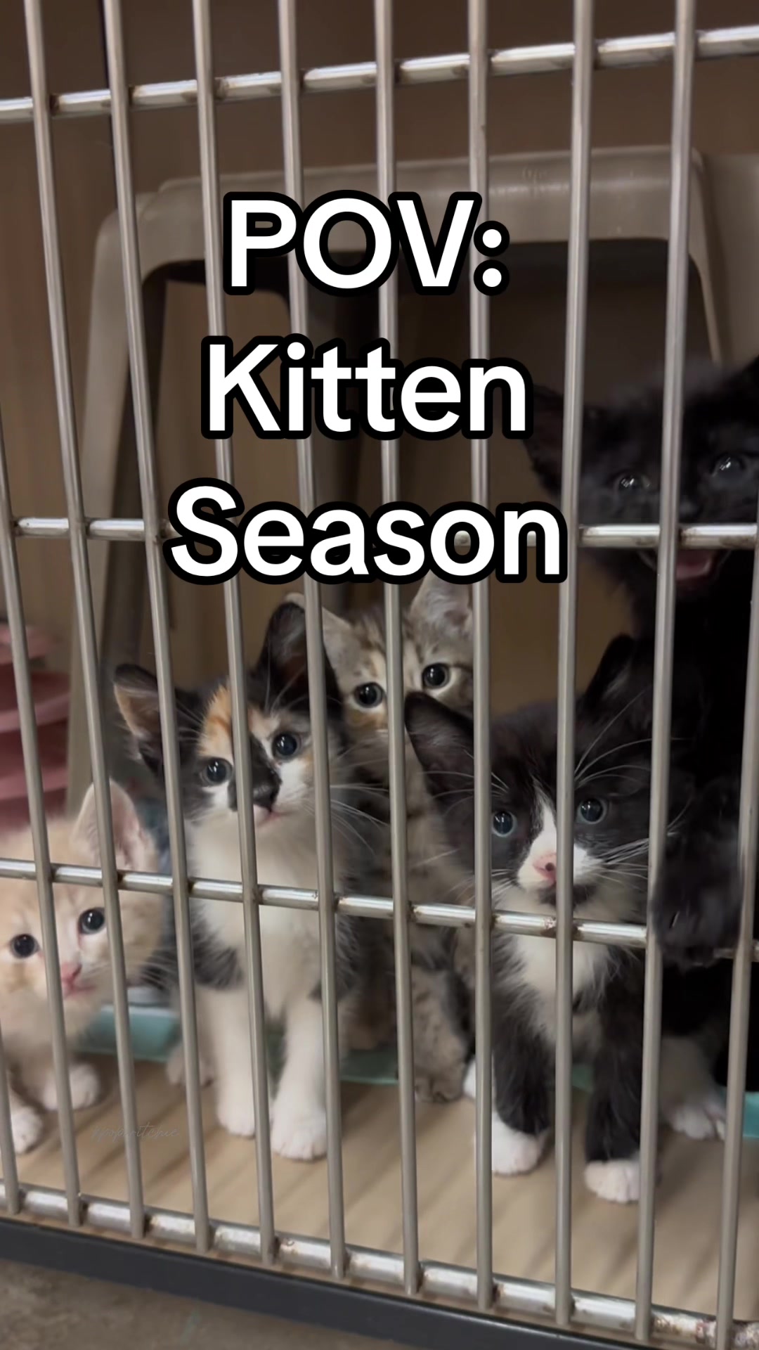 @KittyAngelRescue