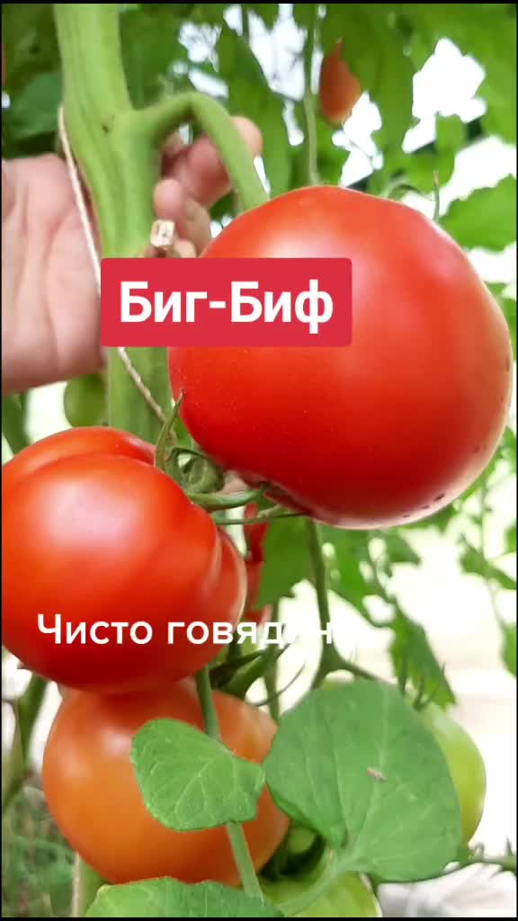 @Дача мечты