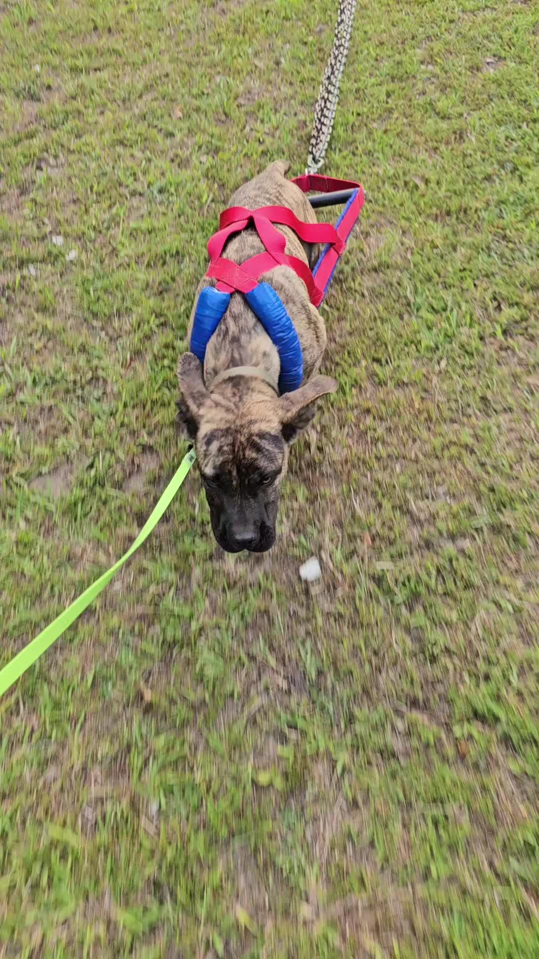 @RedCreekKennels
