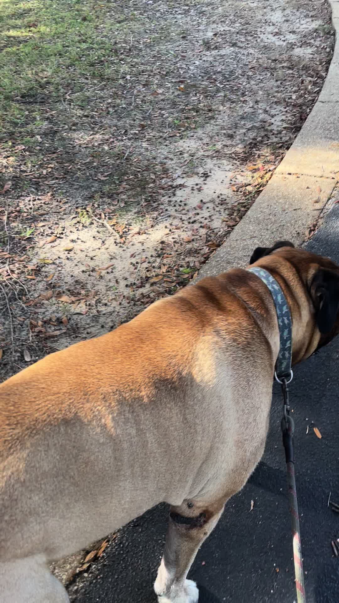 @Xander the Bullmastiff