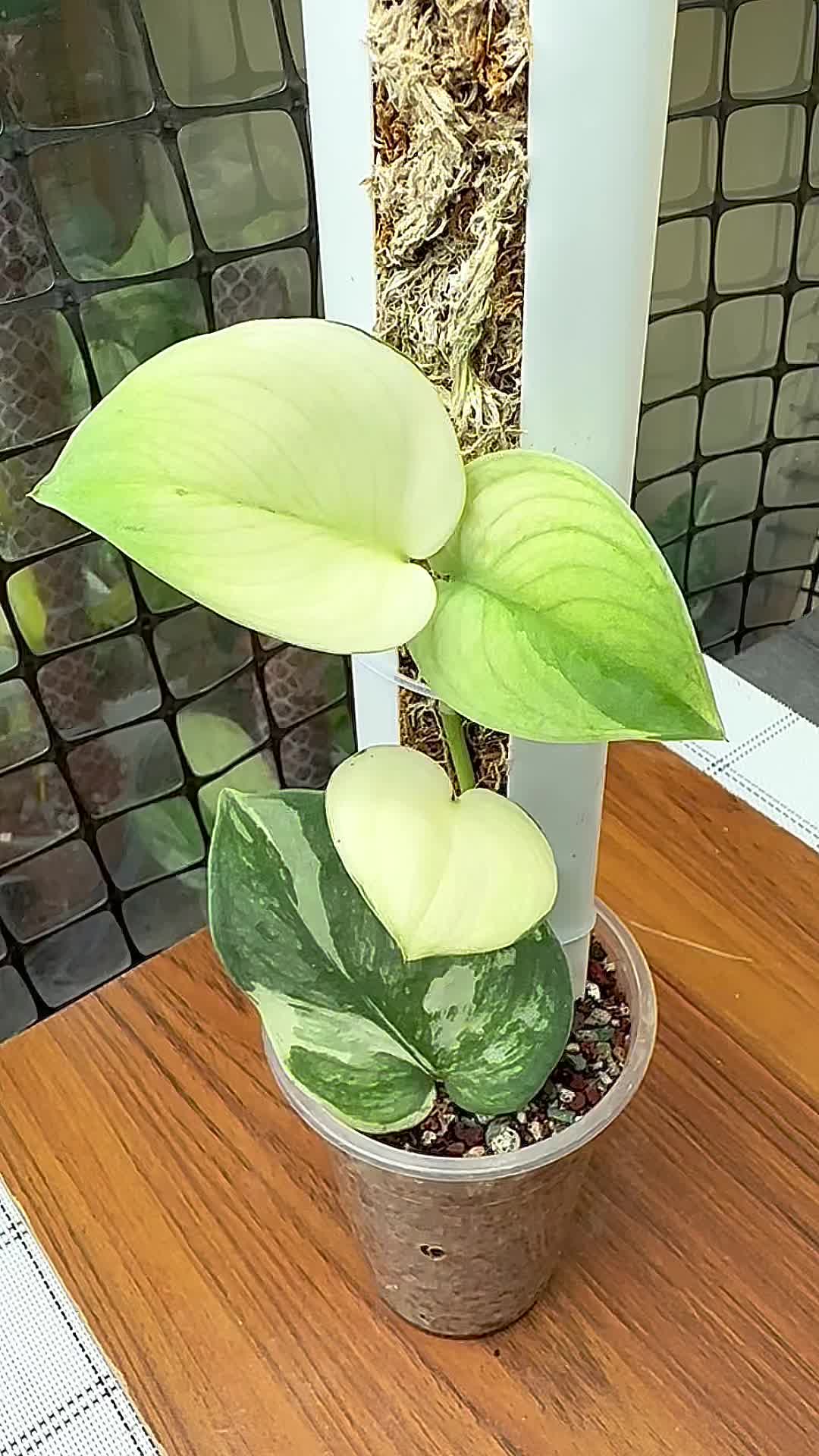 @A piece of green