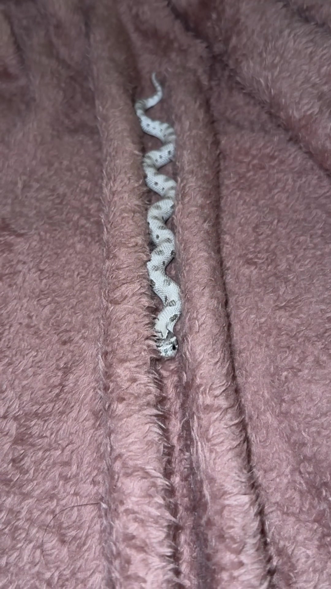 @Repti.snoot