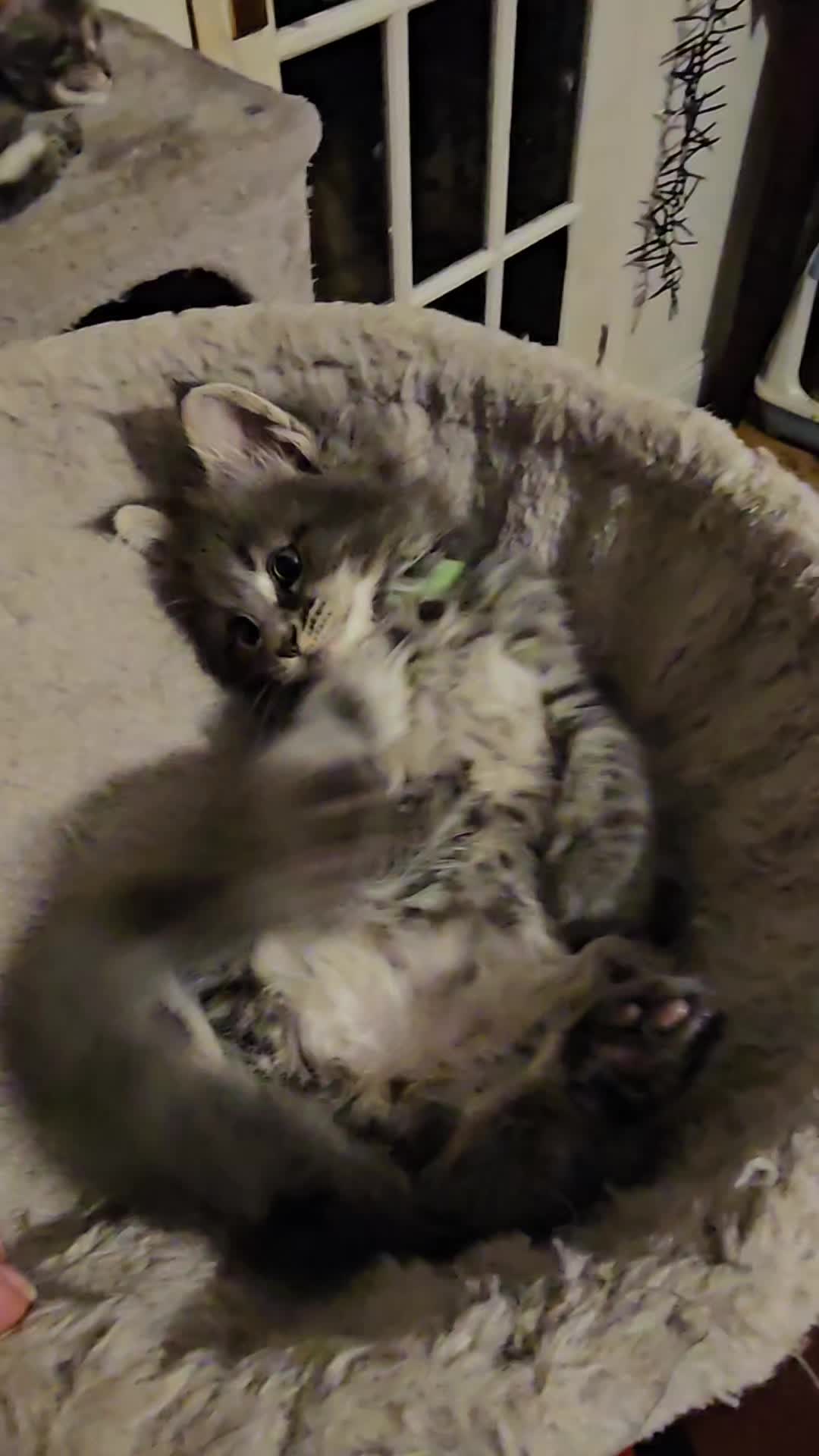 @KARIBRY Maine Coons uk