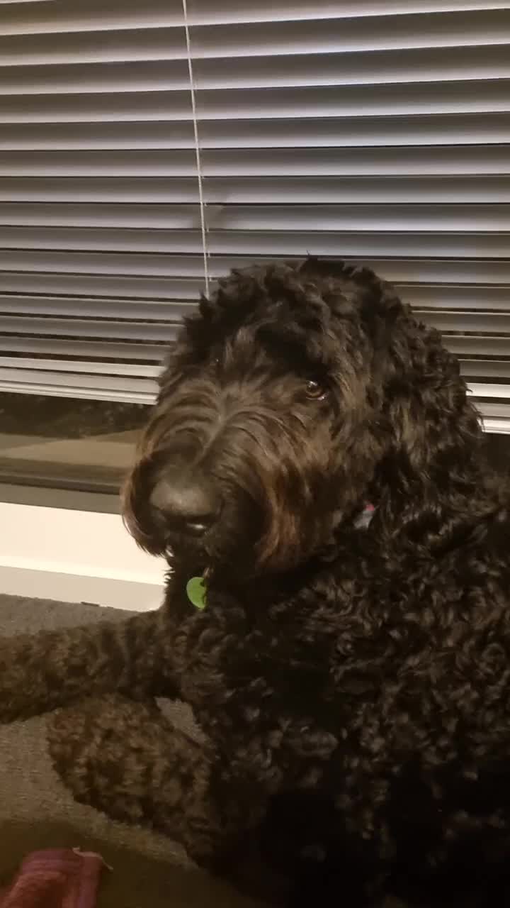 @MontyTheLabradoodle
