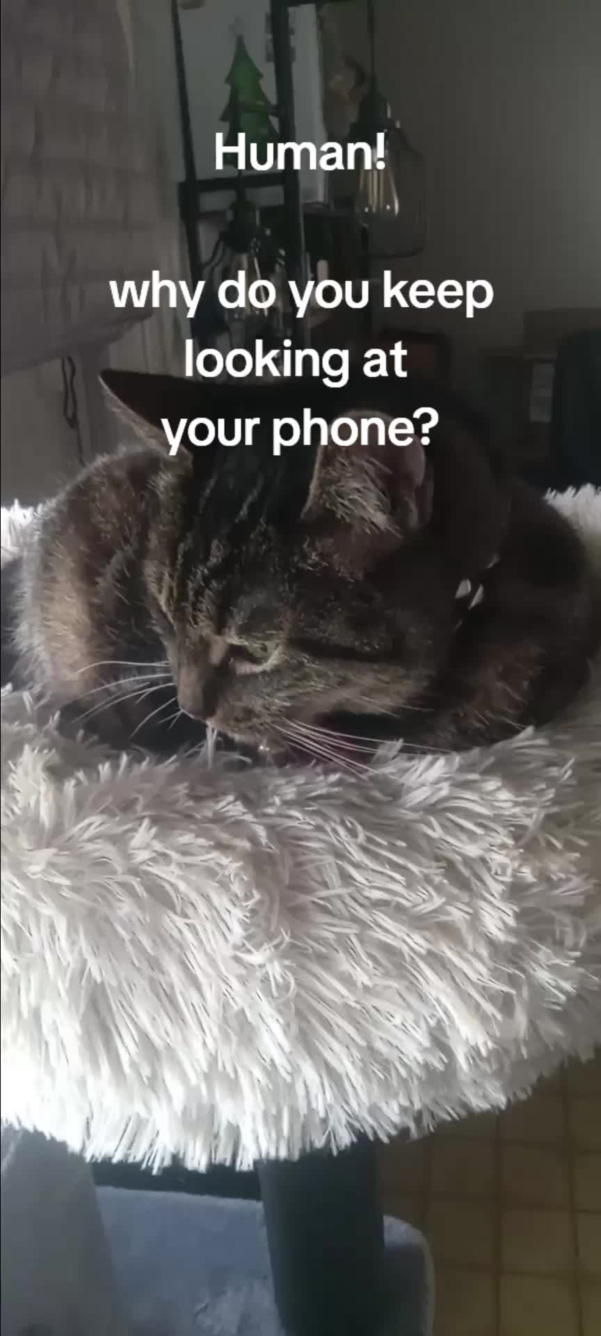 @Relaxcat_Tigerjames