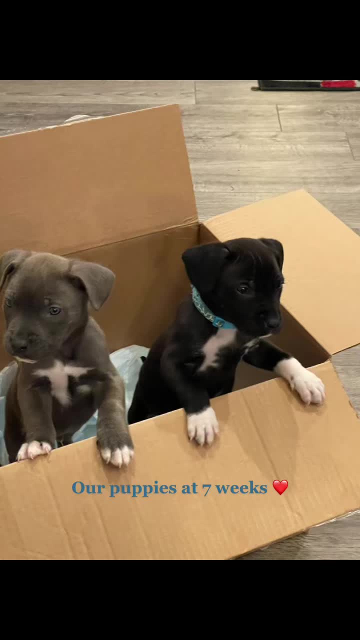 @canecorso_bluandoreo