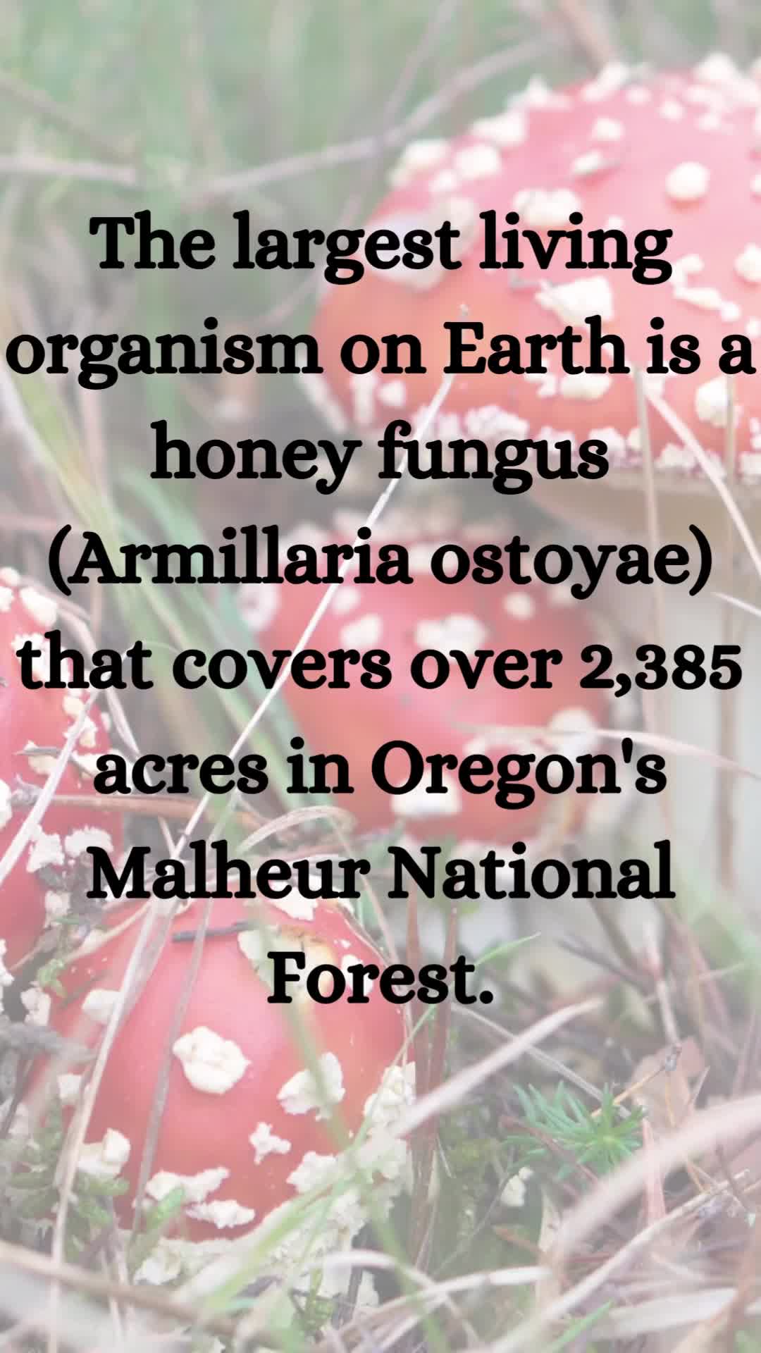 @TheFungiFeed