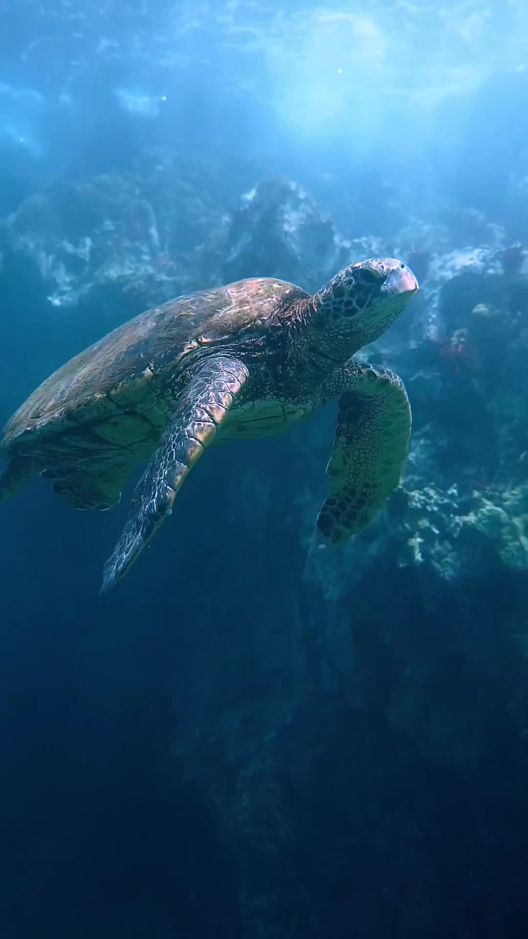 @Sky | Underwater Photographer