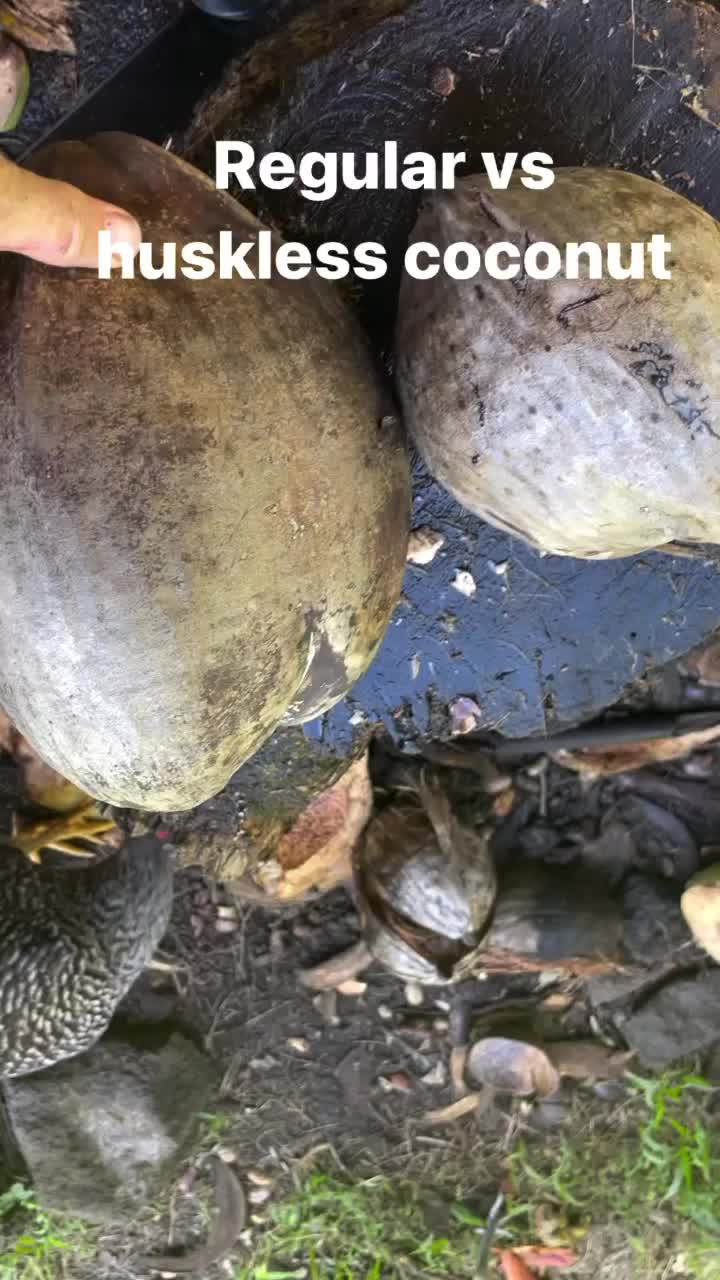 @kumuainafarms