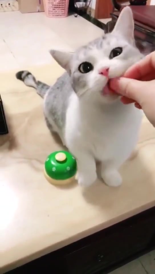 @flyingcatzhl