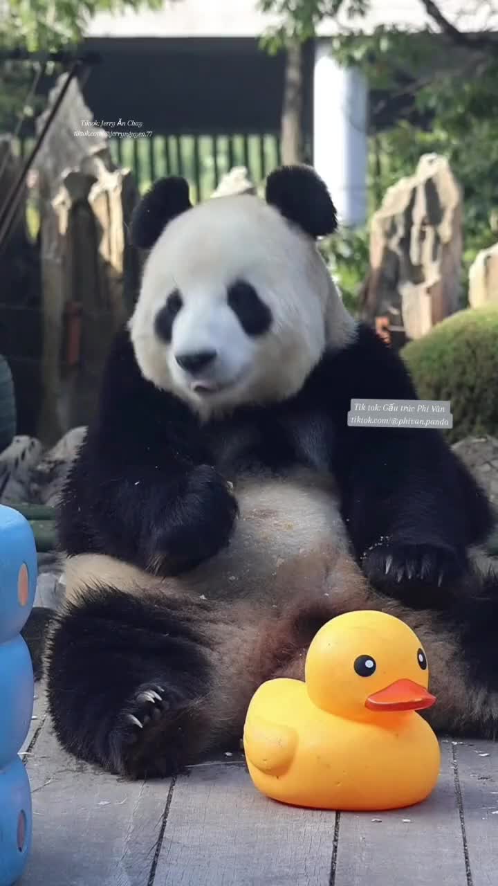 @Gấu tr&uacute;c Phi V&acirc;n