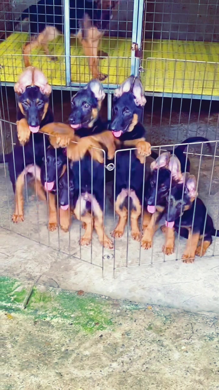 @Trại Ch&oacute; Nghiệp Vụ H&agrave; T&acirc;y