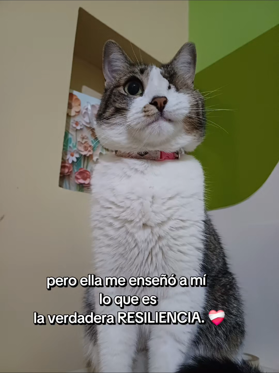 @Cachito de Pam