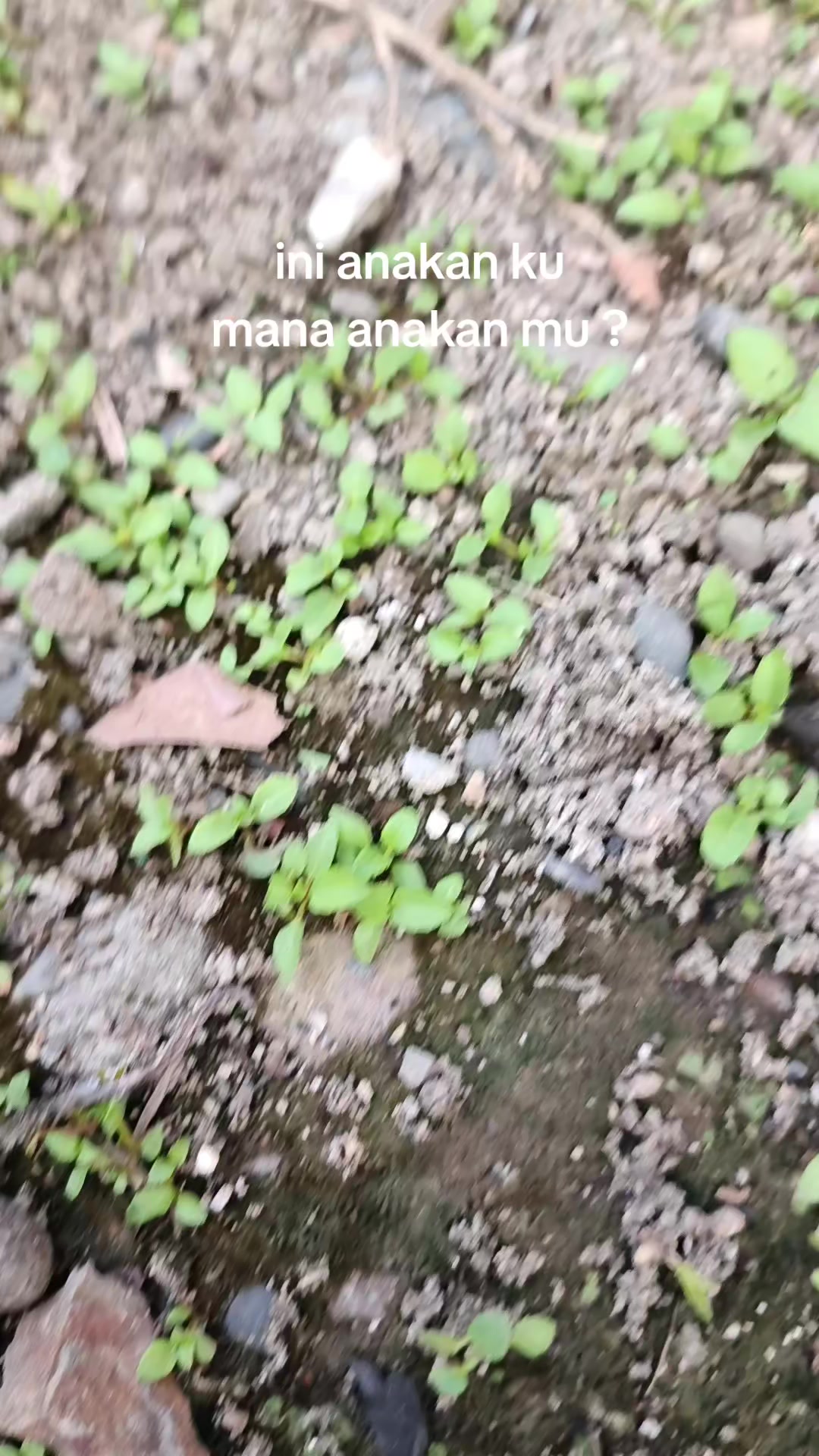 @pikkii