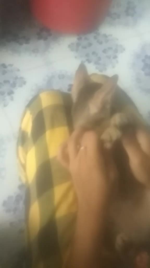 @user69363574414211