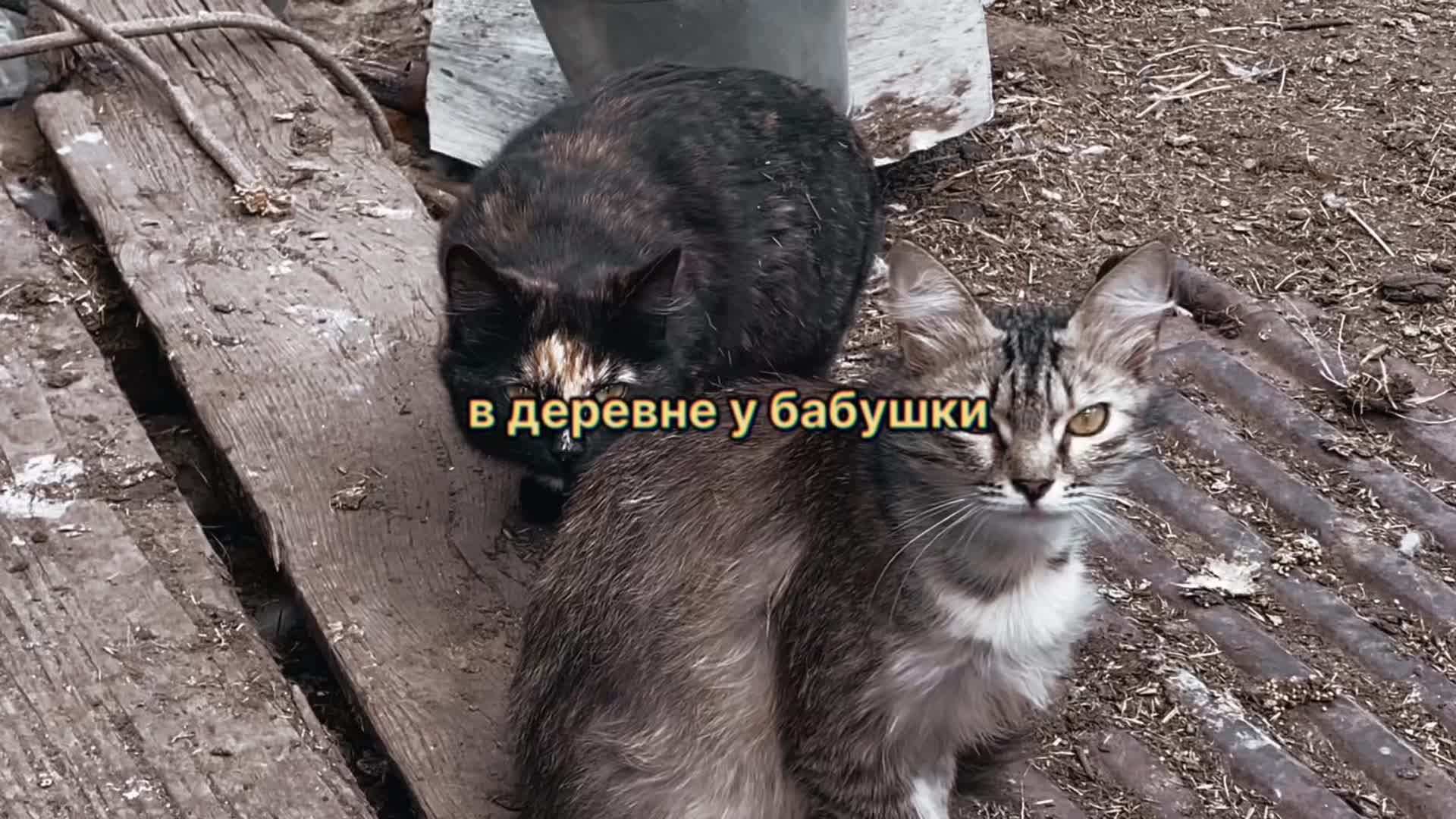 @viskas_mell