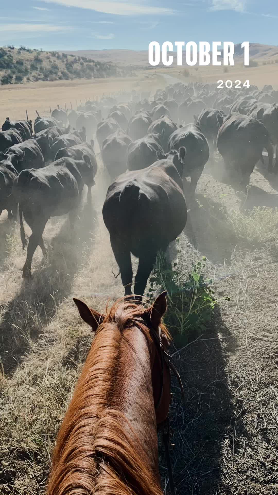 @Cowboytok