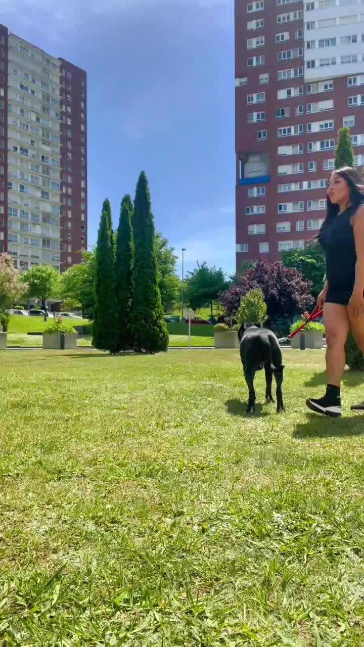@krisyourdogtrainer