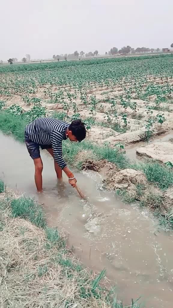 @burdak shab