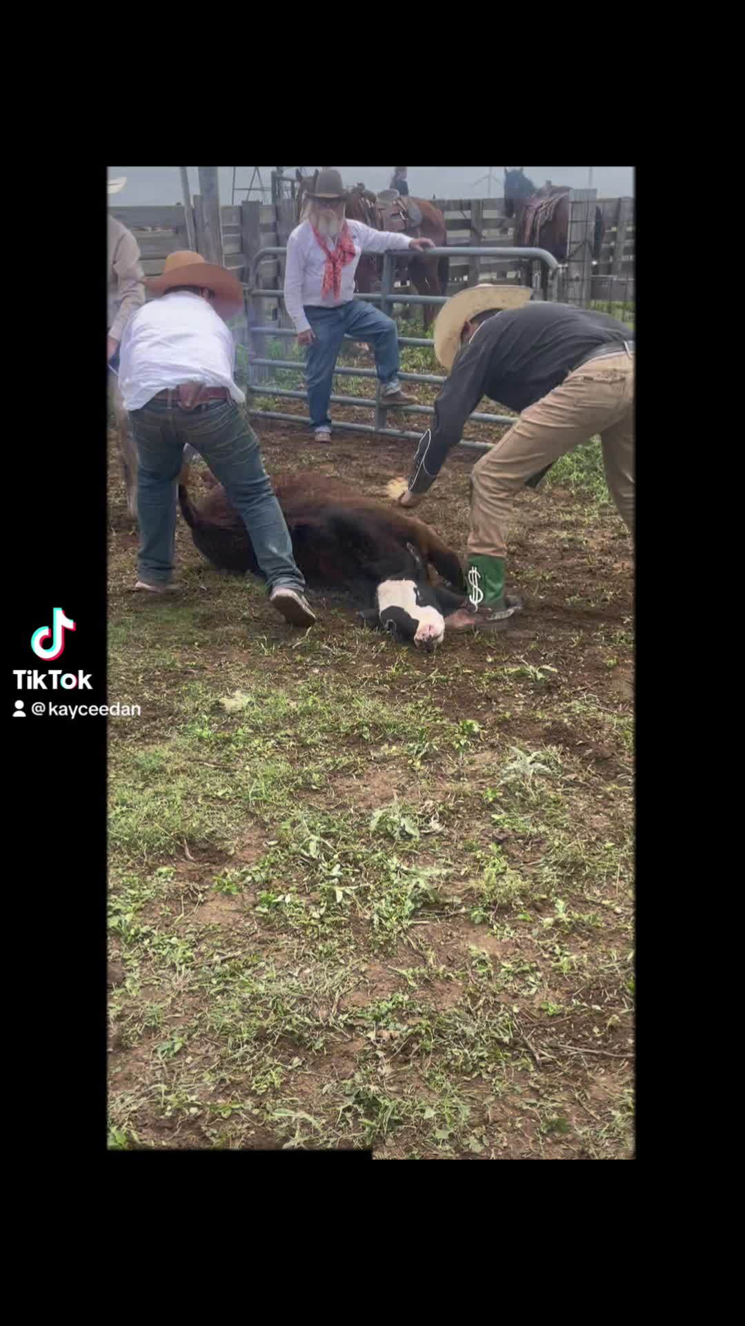 @🐂Haze Reed-Mini Bull Rider🐂