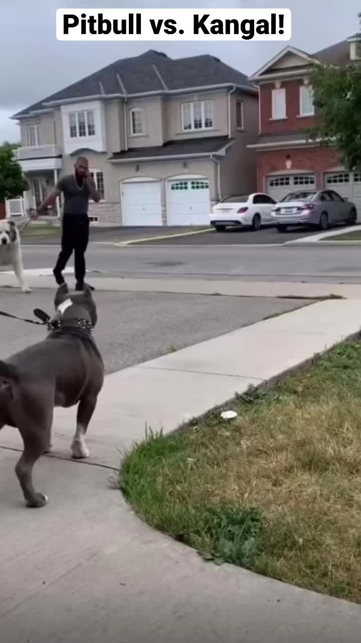 @Dog all Around