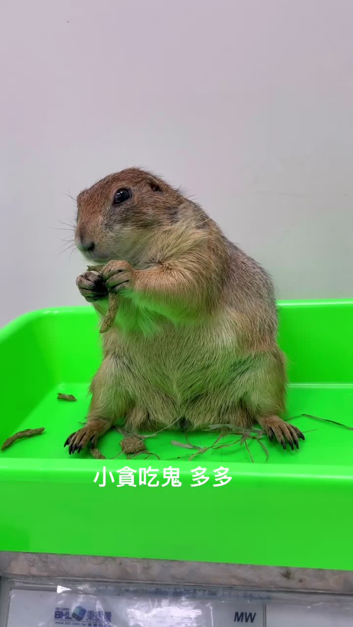 @詩彤恩