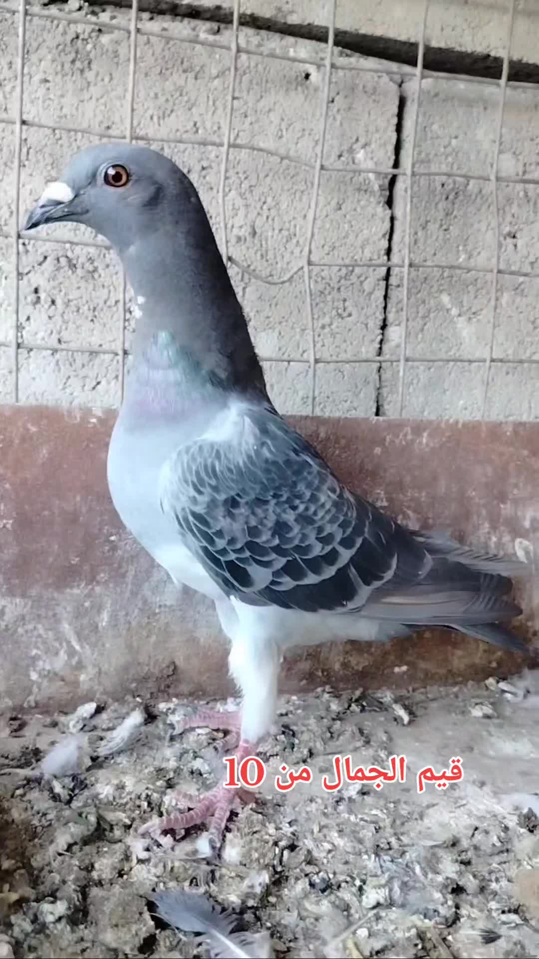 @ملك الزاجل