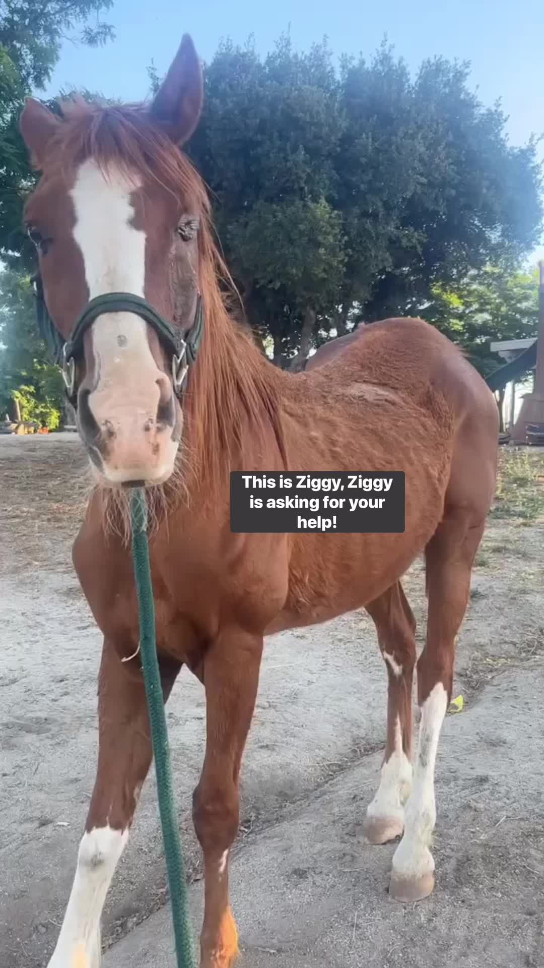 @Hooves &lsquo;n Hearts Equine Rescue
