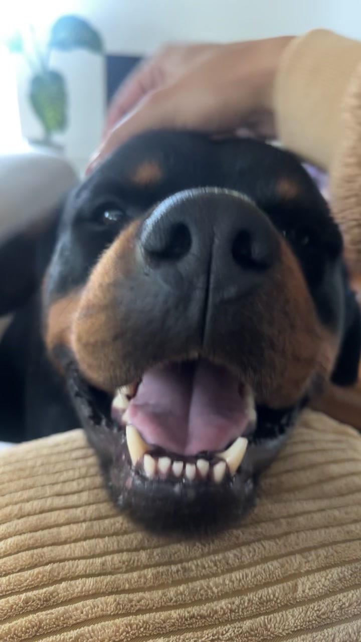 @Pluto the Rottie