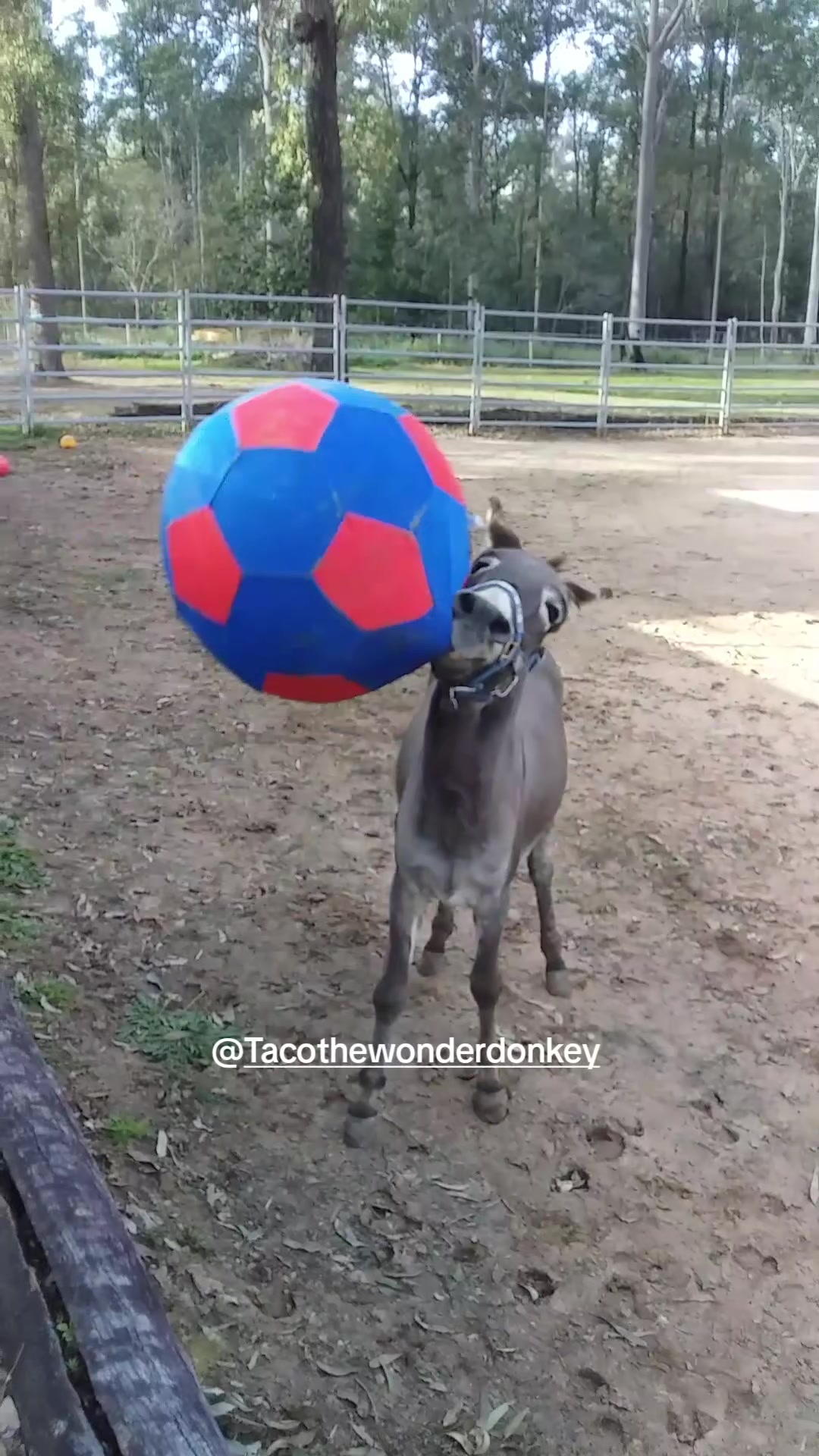 @Tacothewonderdonkey