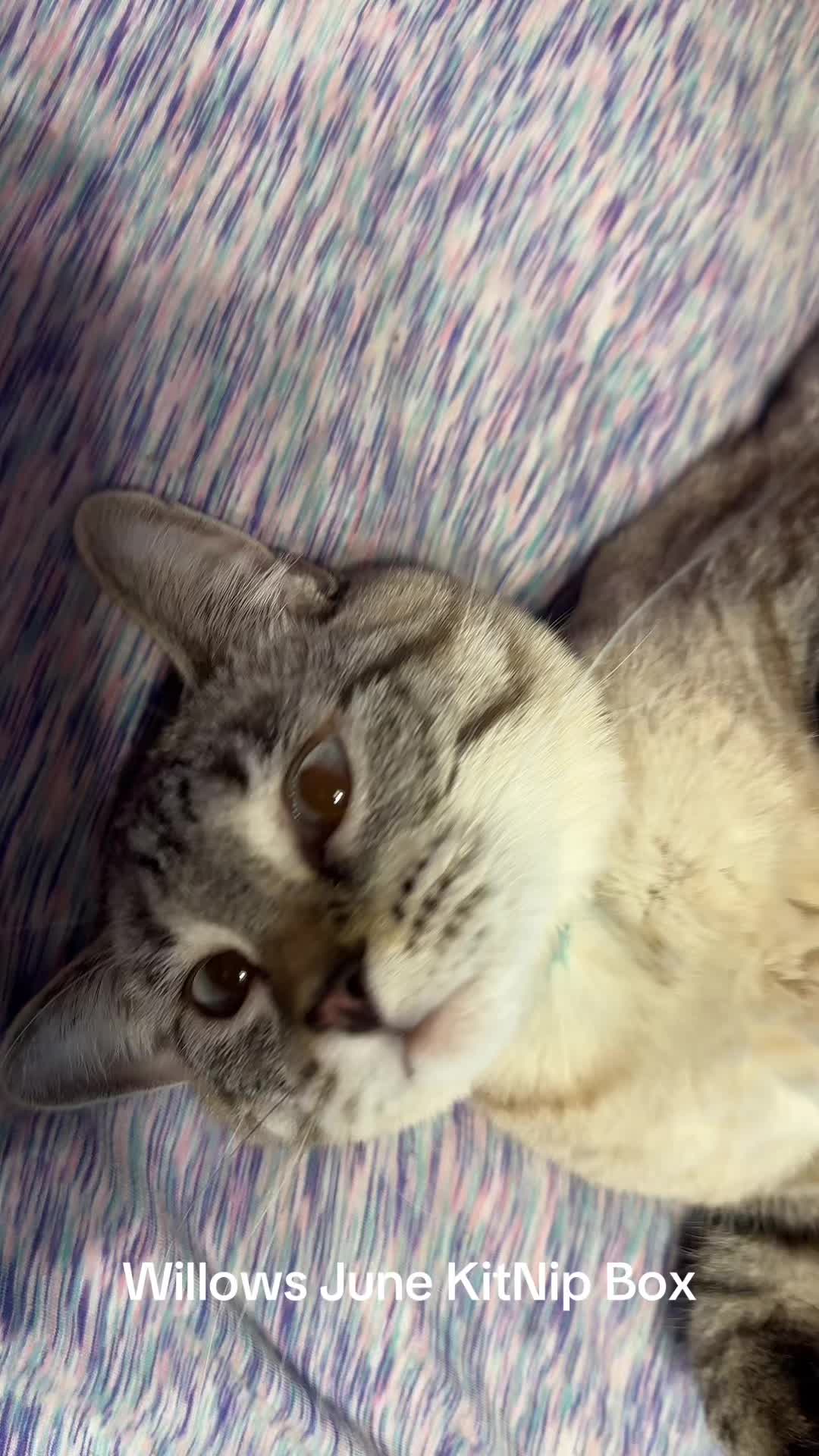 @willowthecollegecat