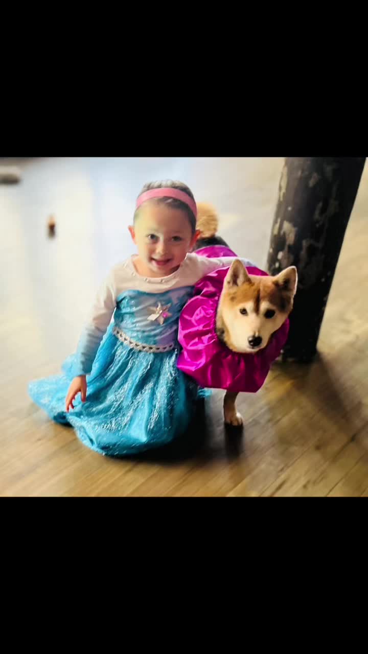 @Akitas.shiba.w