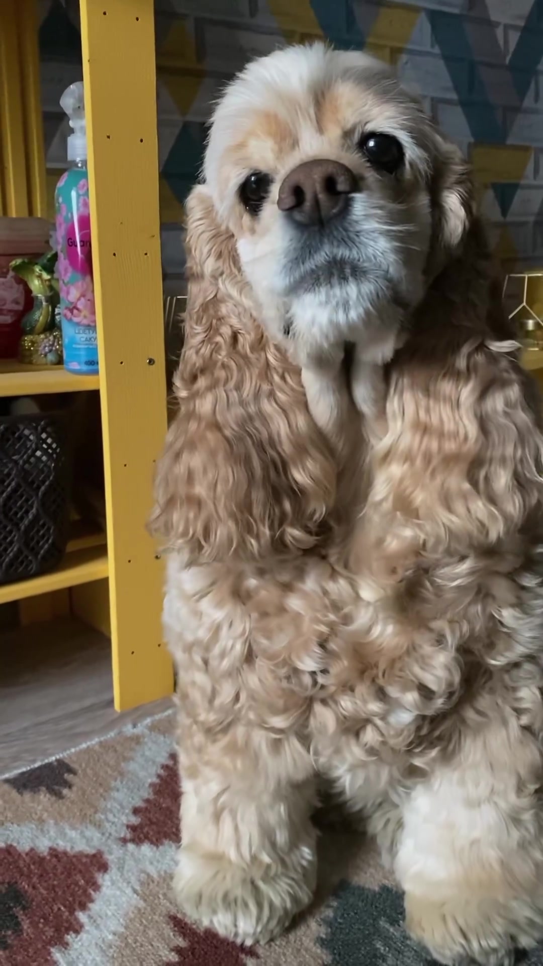 @Донна Дороти 🐶