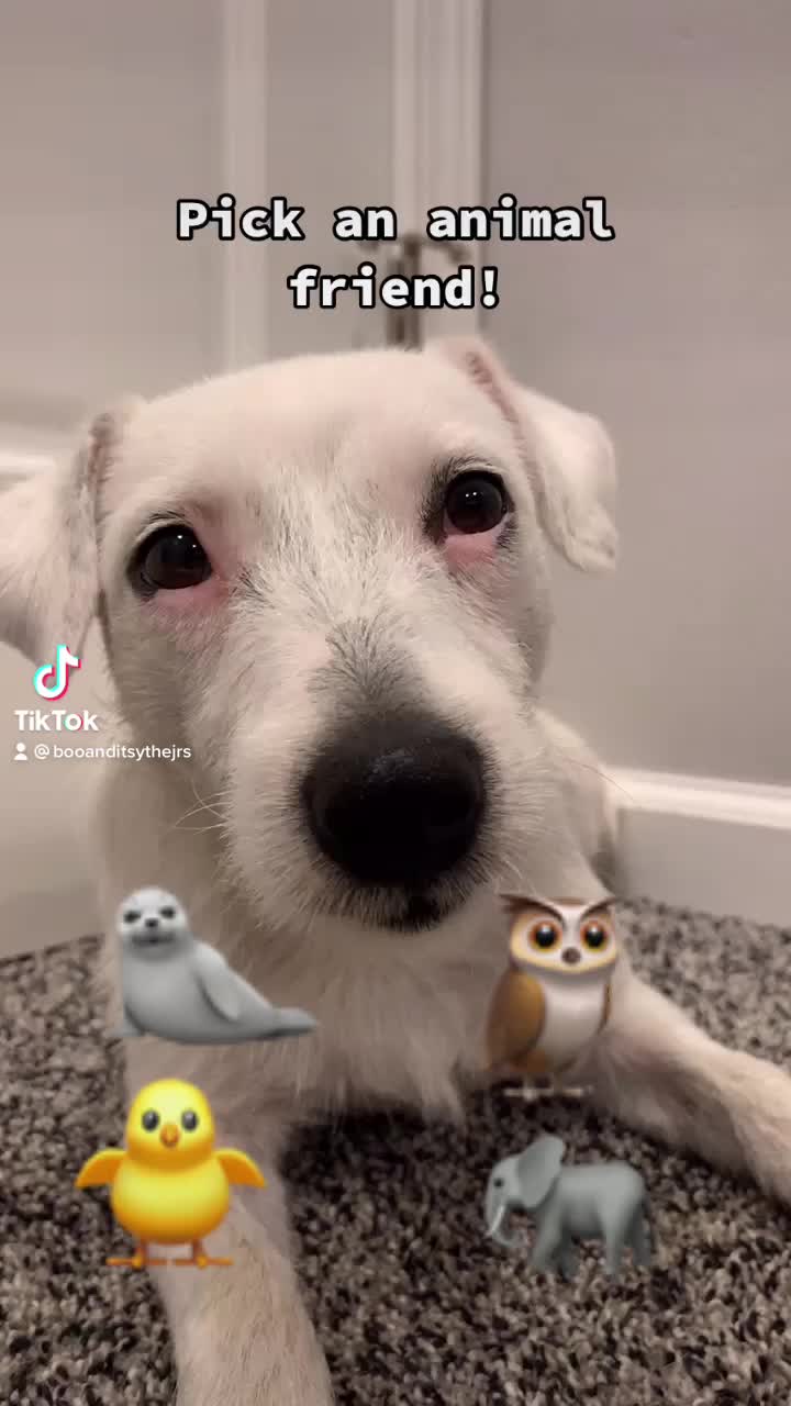 @A dog and his owner