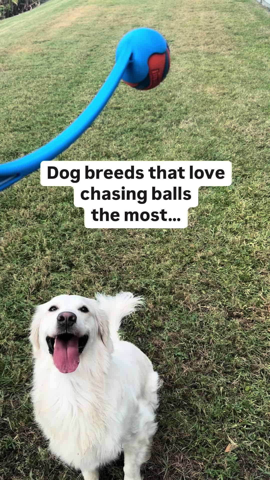 @PetFitness