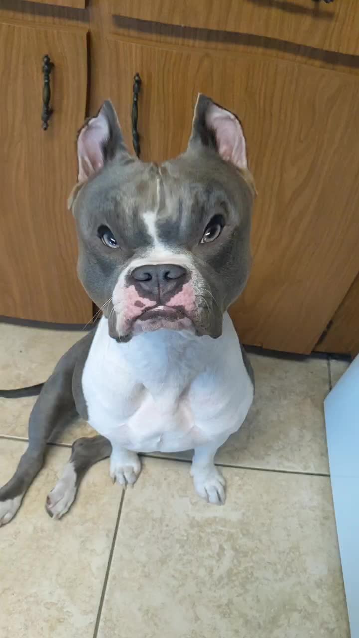 @Bella_Blue_Bully