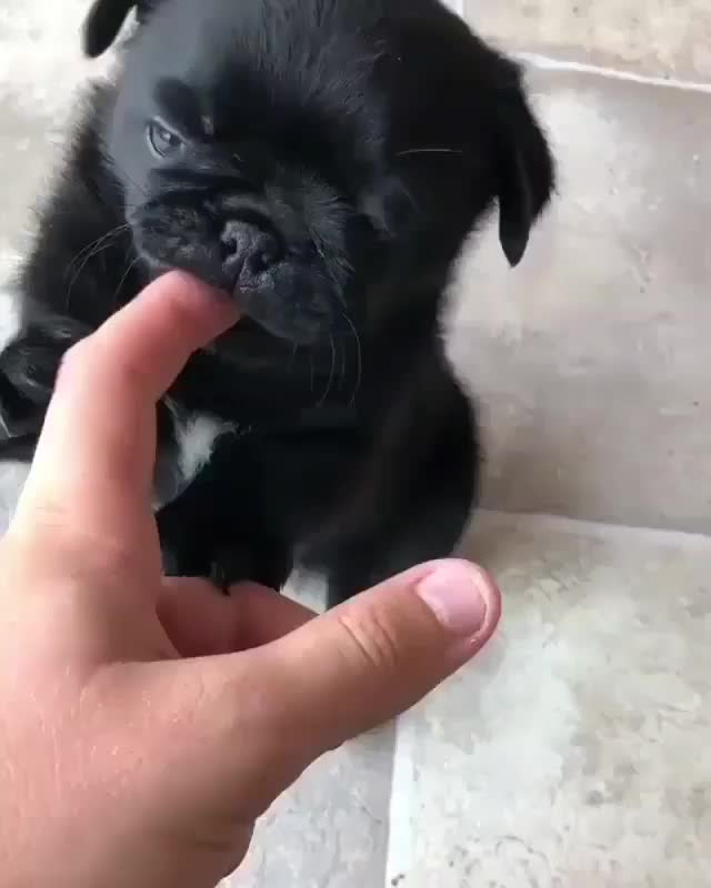 @MR PUG