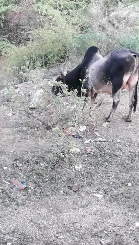 @Bhanuchoudhary