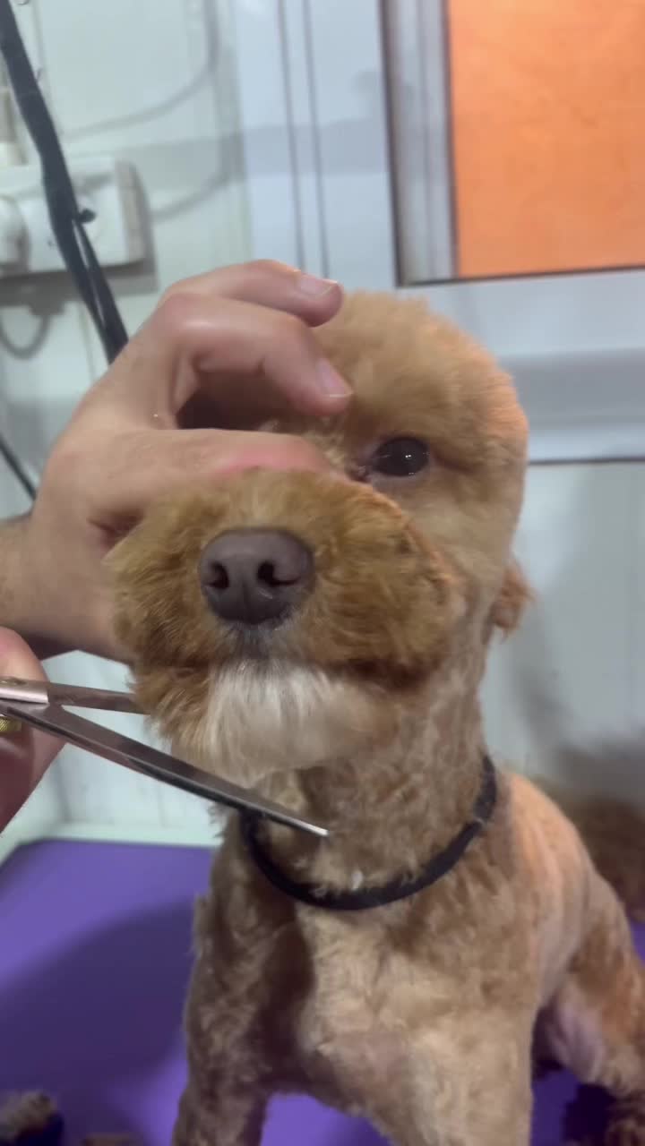 @ספר כלבים 🐩✂️