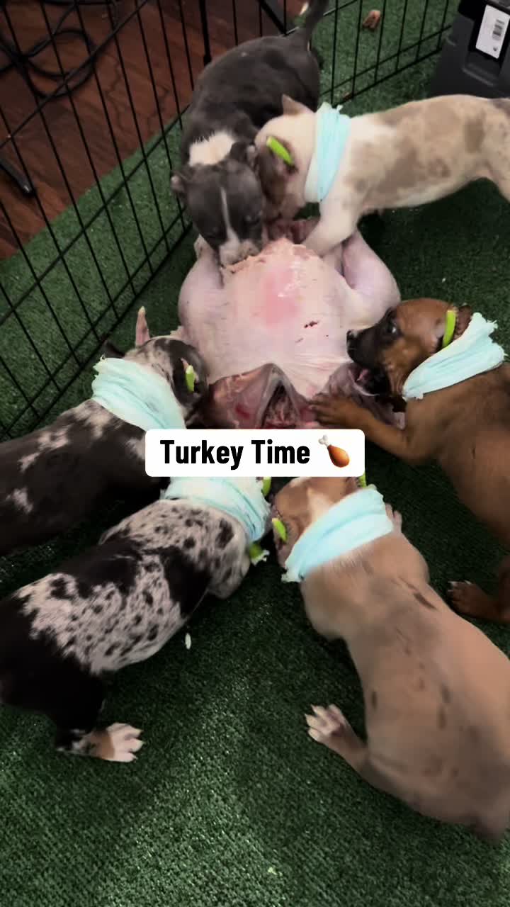 @Better Best Dog
