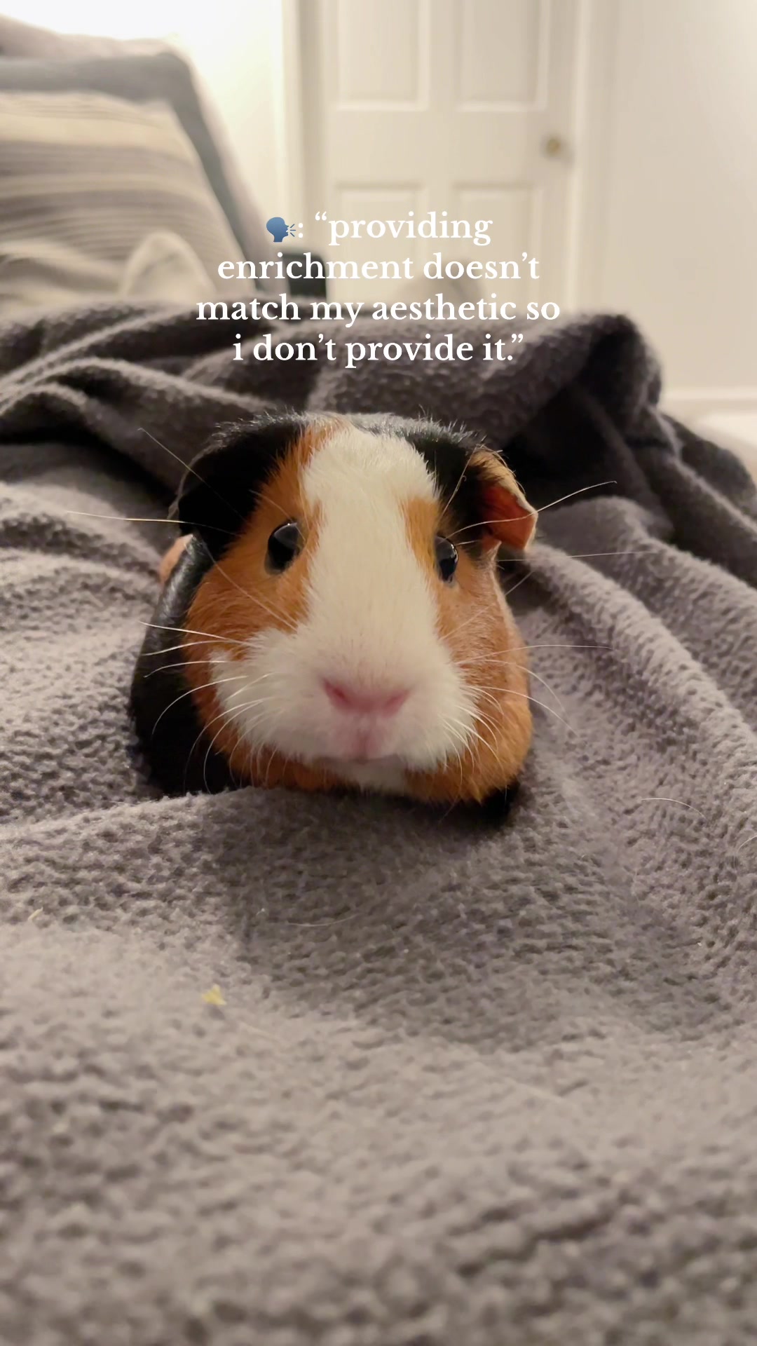 @bear.themouse ๐ฑ