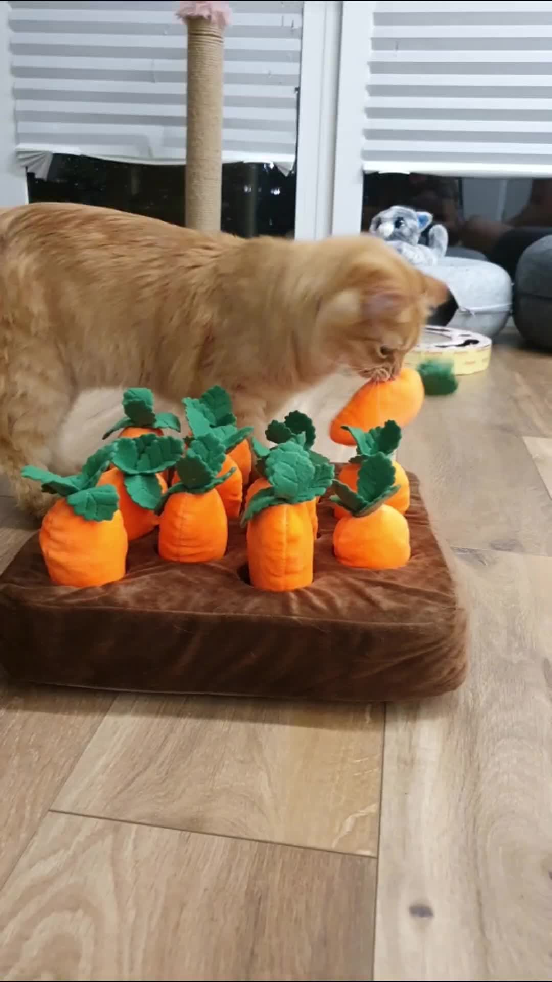 @PawzPot_com