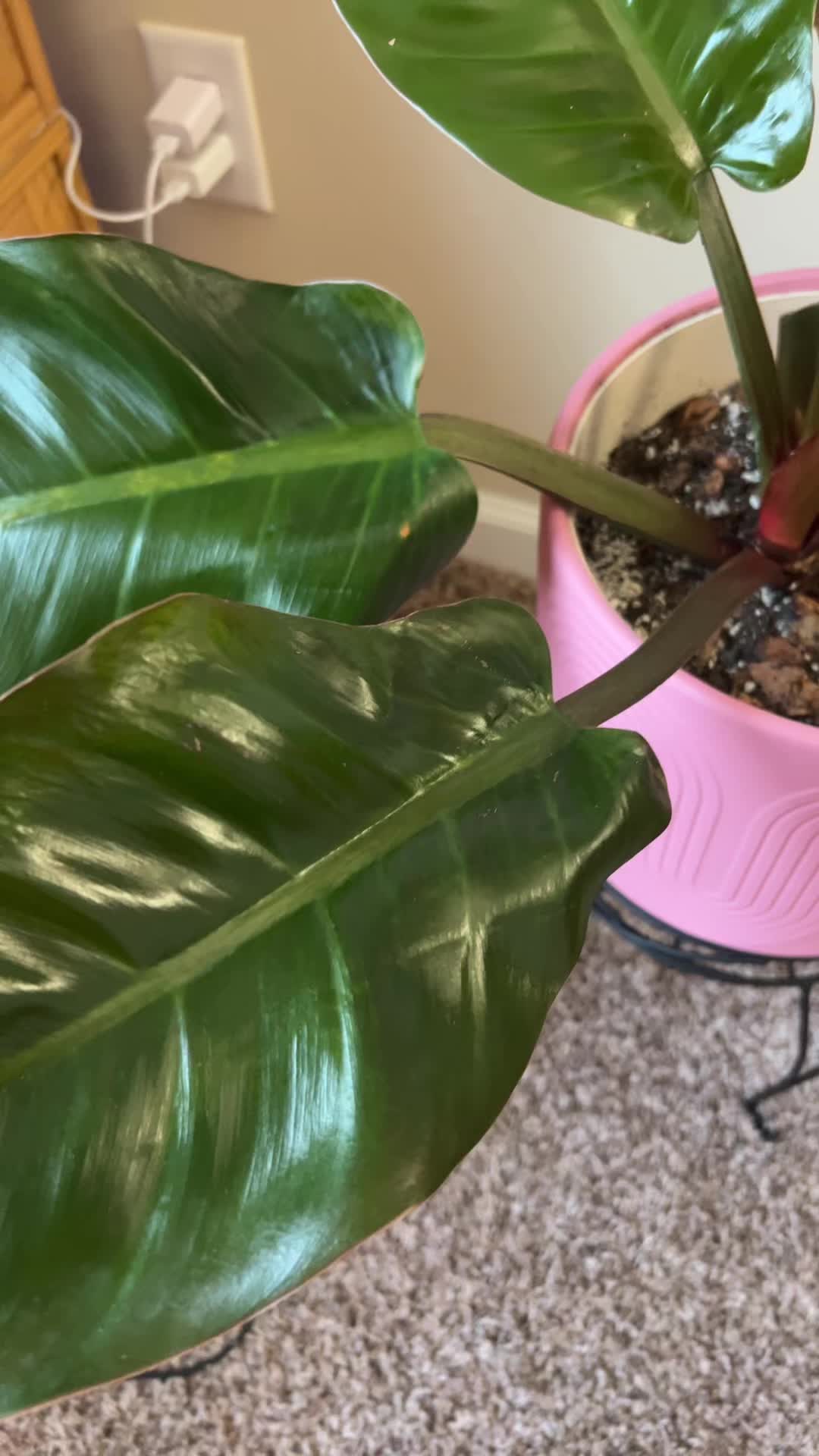 @Alorasaurus