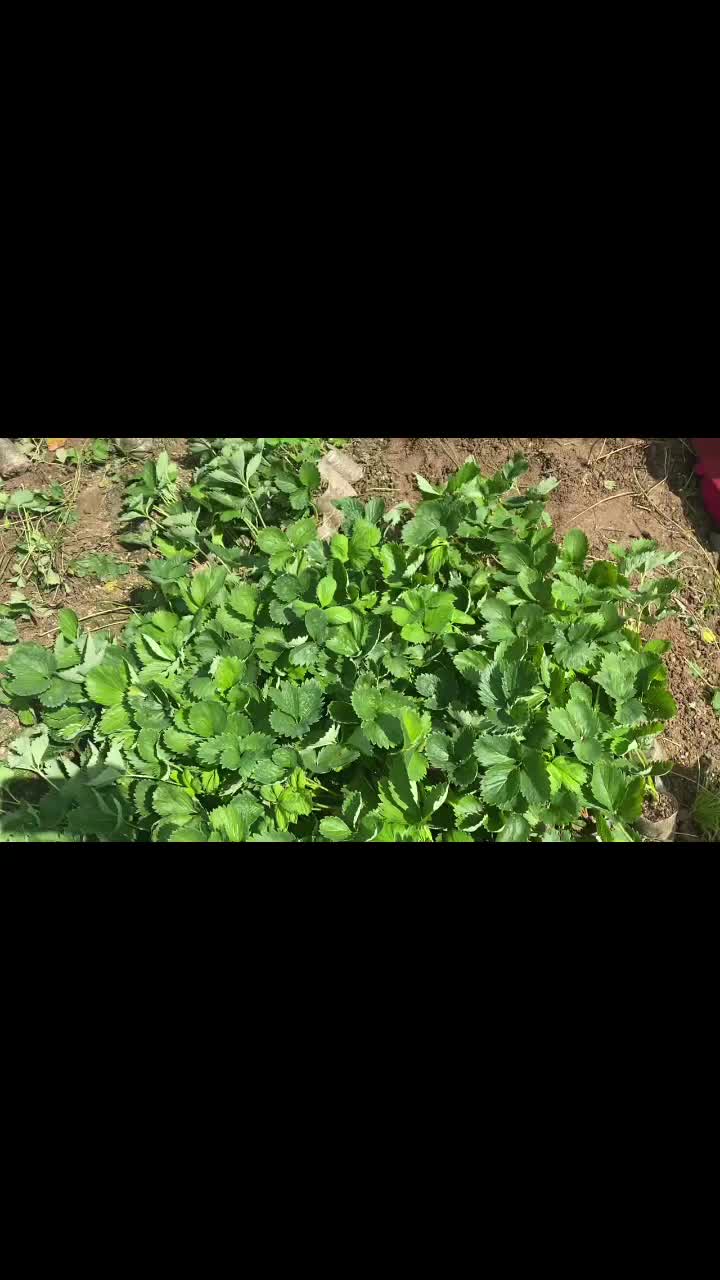 @kakani strawberry 🇳🇵🇳🇵