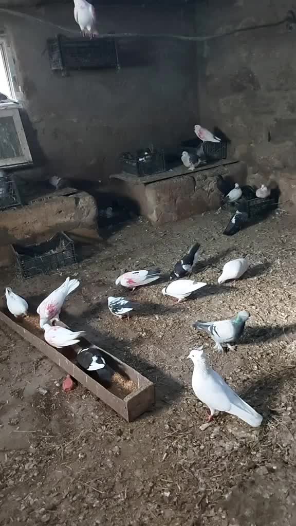 @Əziz Kürdəxanı FARM 𐱅𐰇𐰼𐰰