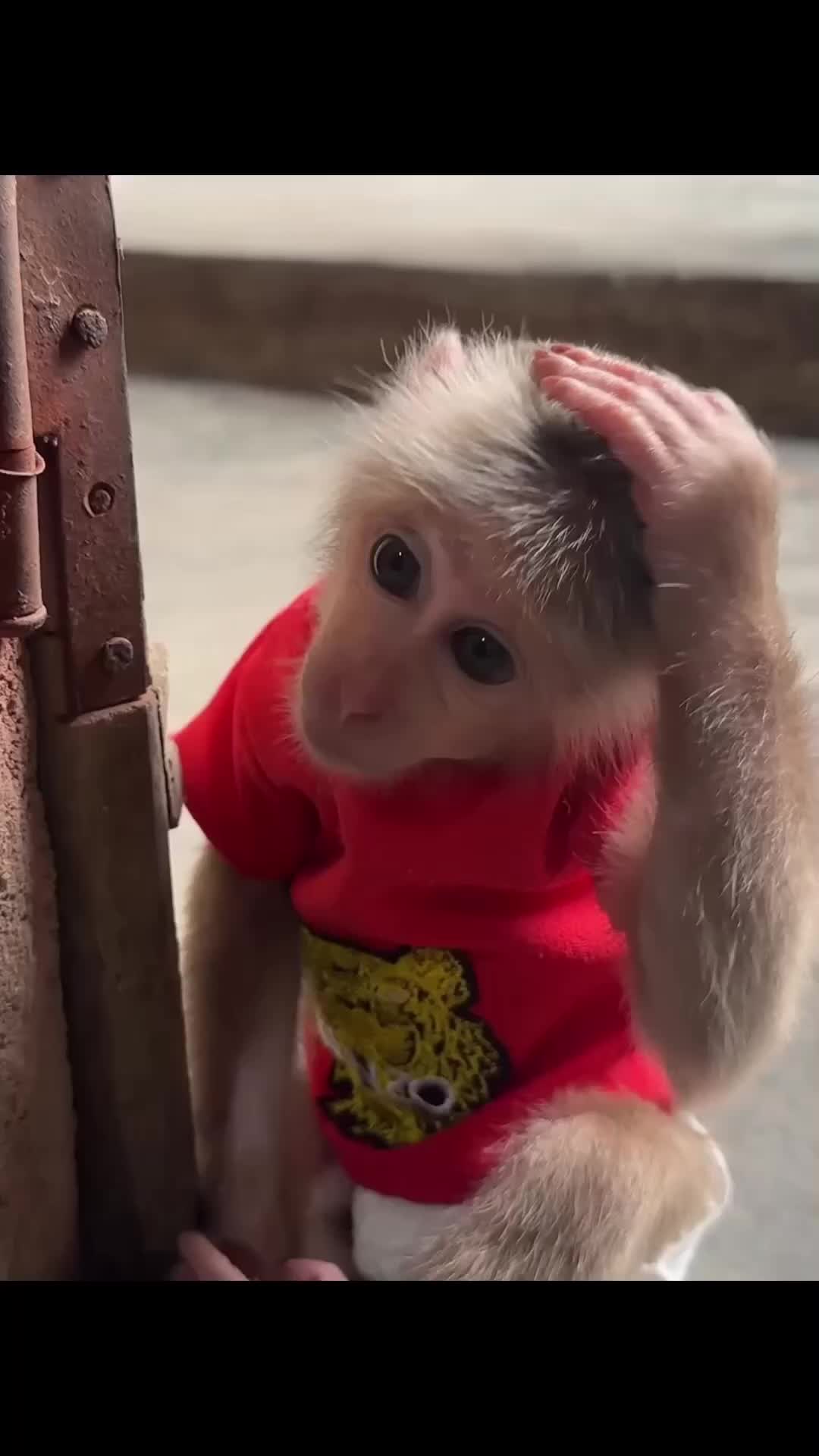 @Cute monkey