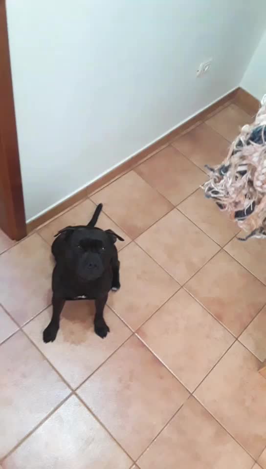 @😍 GOFIO Y PERLA 😍