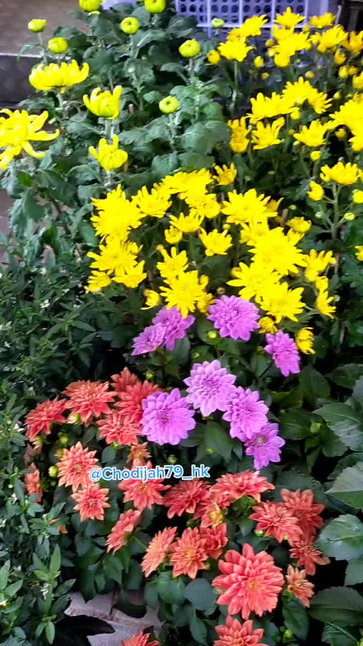 @Chodijah79_HK